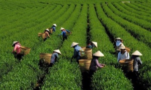 Quang Sơn: Đảng lãnh đạo nhân dân chung sức đồng lòng xây dựng thành công nông thôn mới